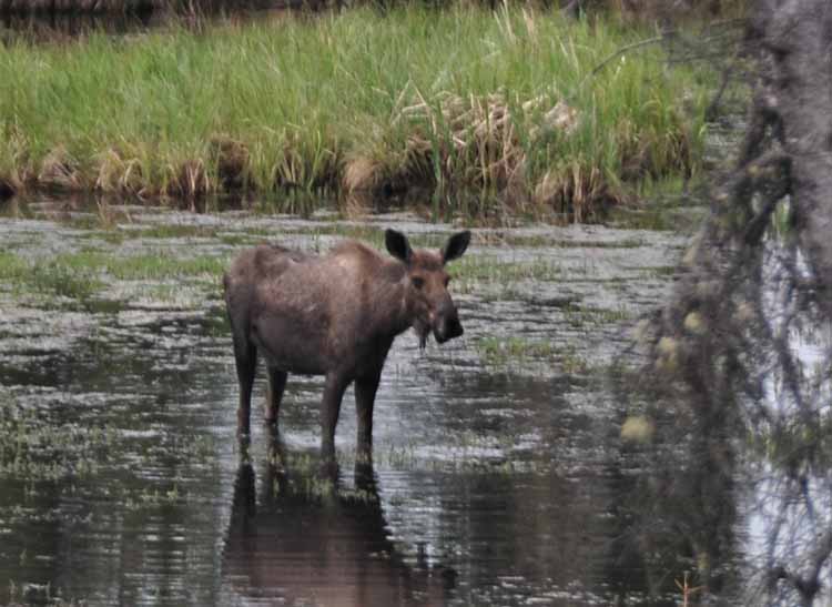 moose in water